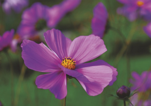 DOPPELKARTE n° 1830