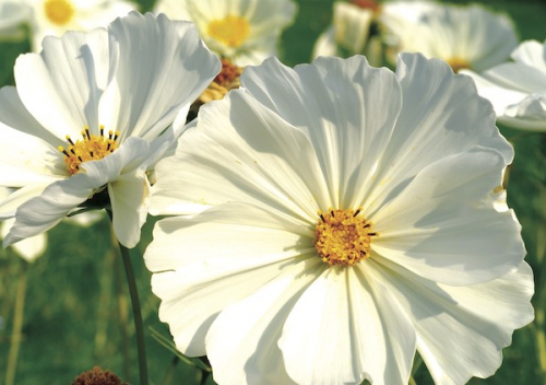 DOPPELKARTE n° 1851