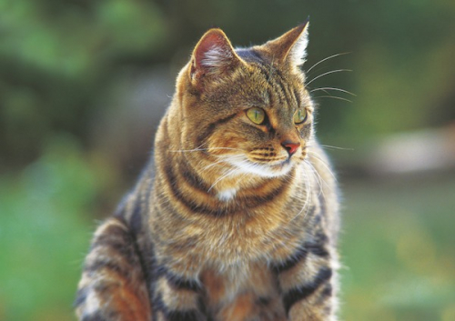 DOPPELKARTE n° 1860