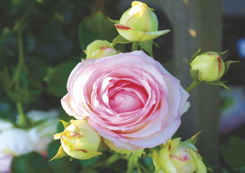 DOPPELKARTE n° 1911