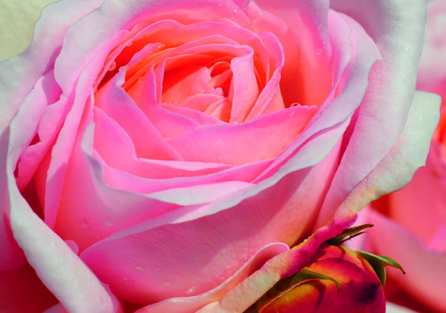 DOPPELKARTE n° 1955