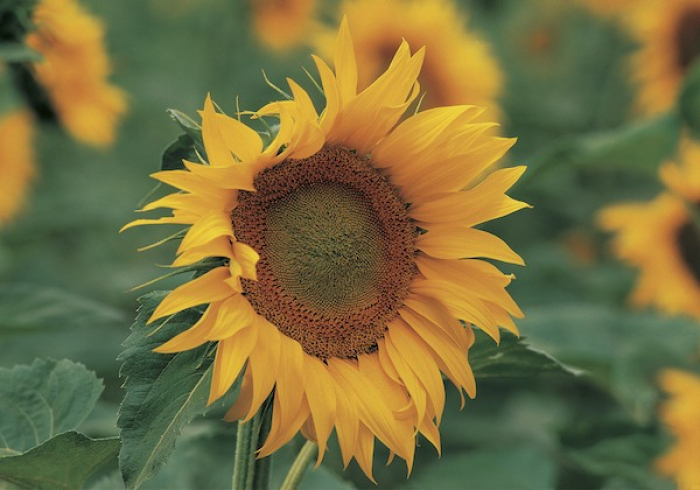 DOPPELKARTE n° 1854