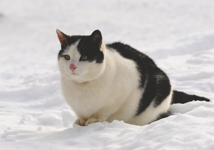 DOPPELKARTE n° 1897