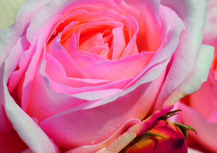 DOPPELKARTE n° 1955